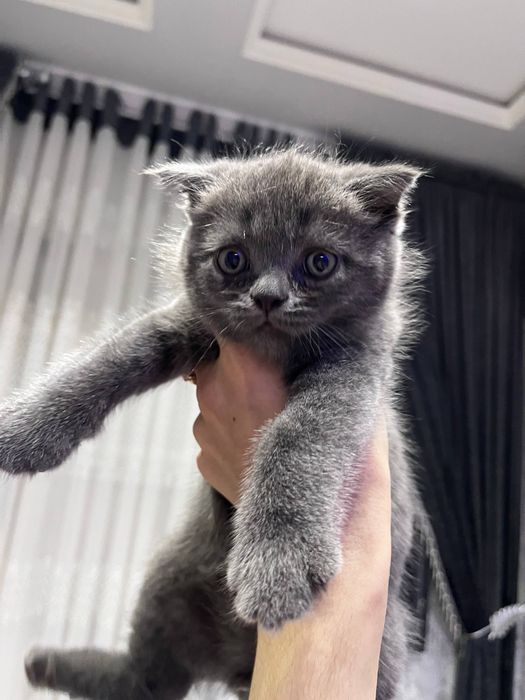Mushuk Scottish fold