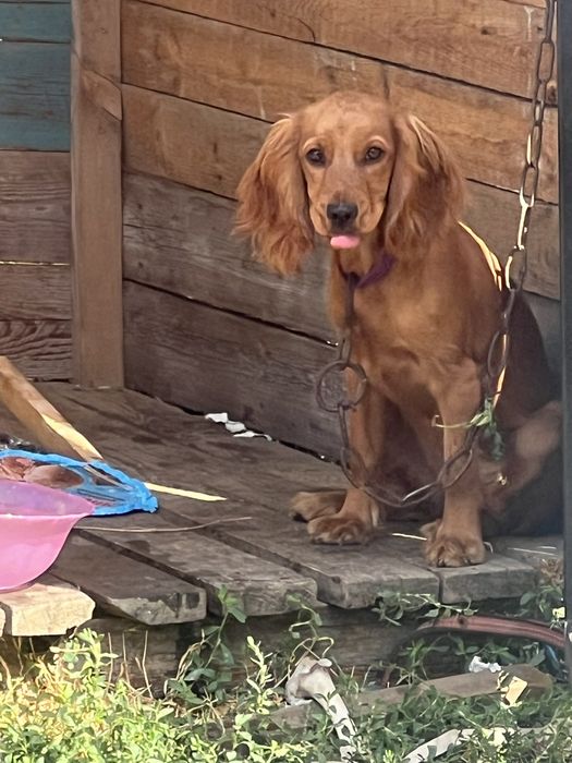 Пропала собака Леди