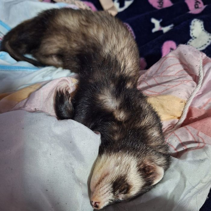 Продам хорька девочку