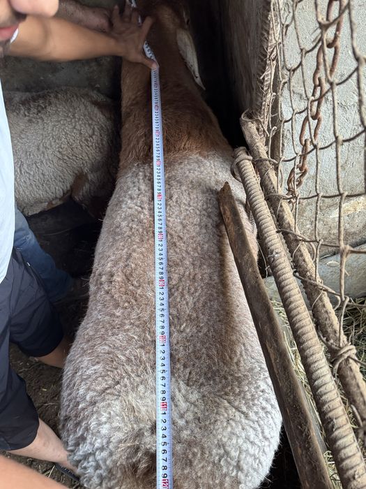 Арашан зотдор қўчқорлар