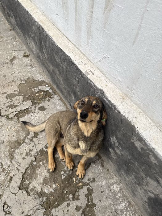 ПРОПАЛА Собака стерилизованная