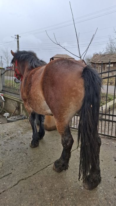 Vând iapă de 4 ani