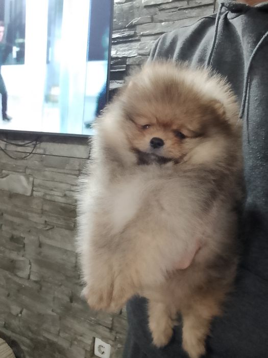 Померан померани