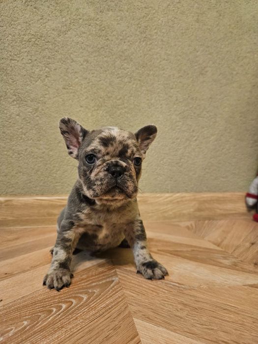 Френски булдог момченце