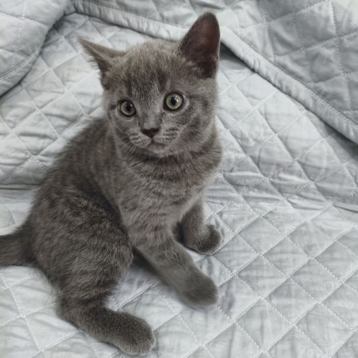Котята породистые