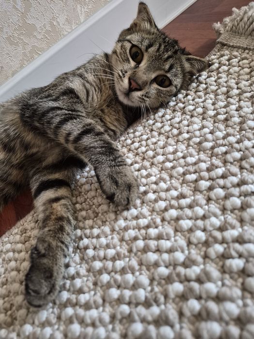 Котенок ищет дом
