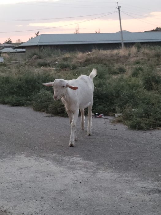 6 ta zanin echkilar sotiladi