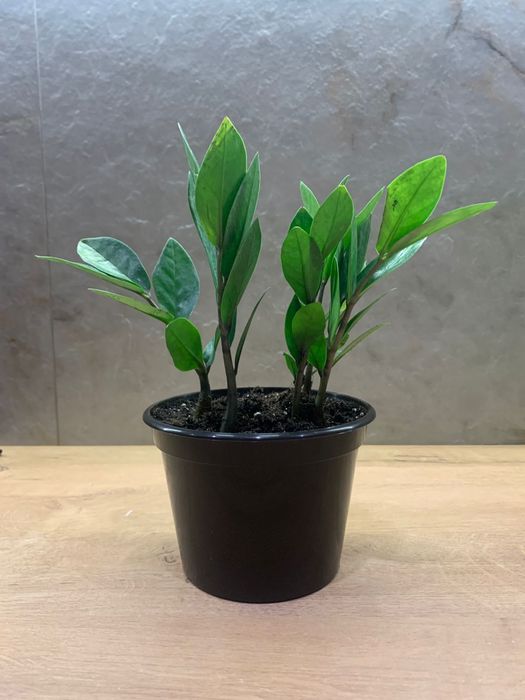 Продам цветы бенджамина и замиокулькас.