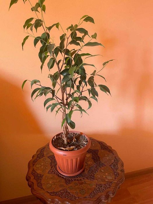 Фикус бенджамина - растение комнатное