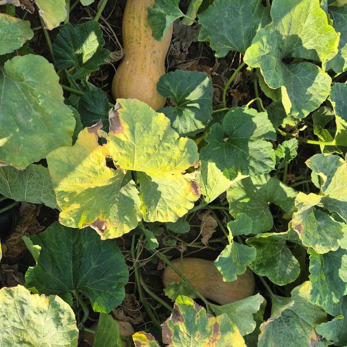 Vand bostani ptr placinta, gust si aromă deosebit, produs tradițional