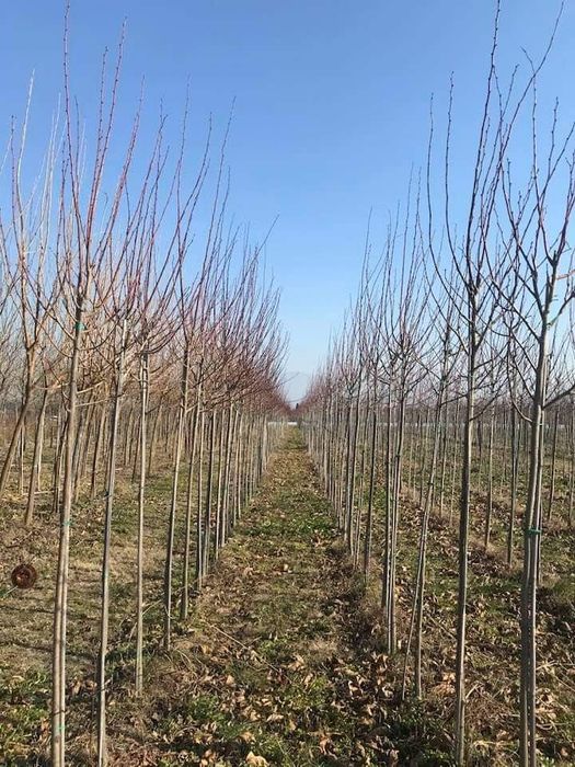 Copaci ornamentali Platan - Mestecan- Tei Frasin- Catalpa globulara