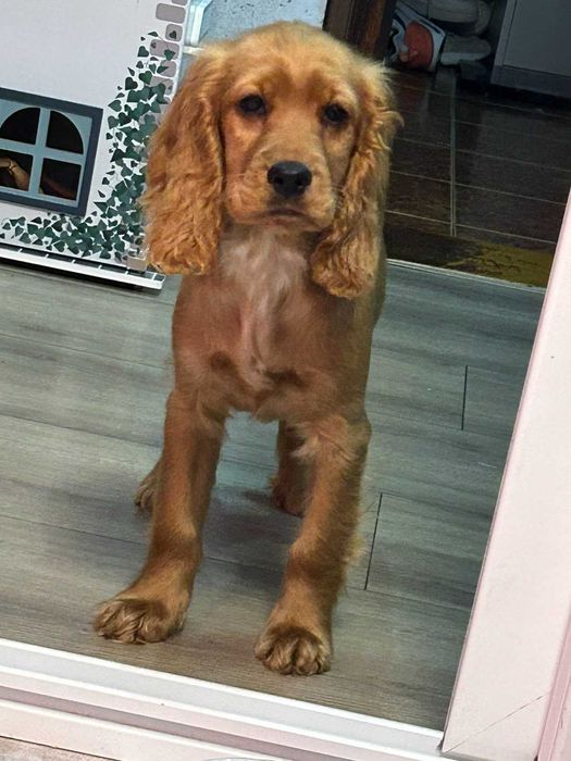 Кученце Кокер шпаньол