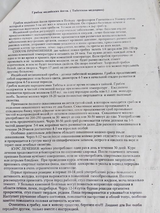 Молочный тибетский гриб