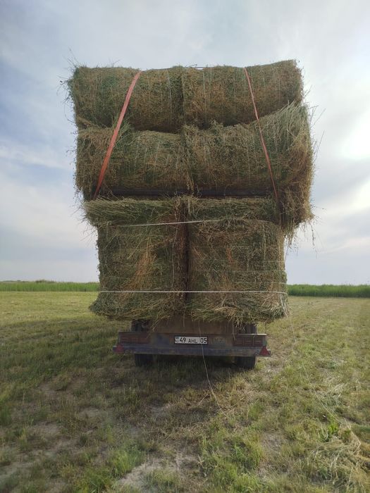 Люцерна  жонышка