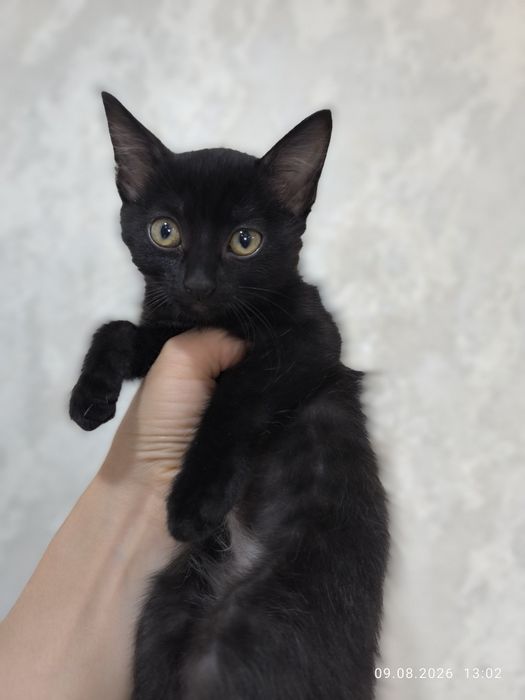 Отдам котенка (девочка)