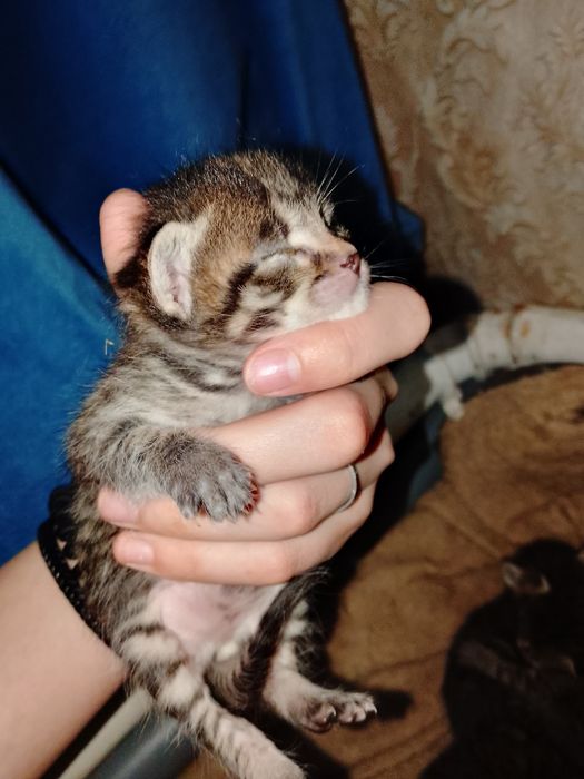 котят маленький красивые