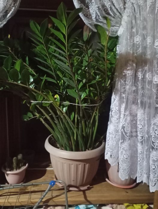 Комнатные цветы и саженцы
