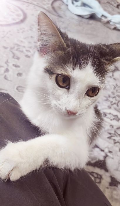 Oq mushuk. Hadya qilinadi