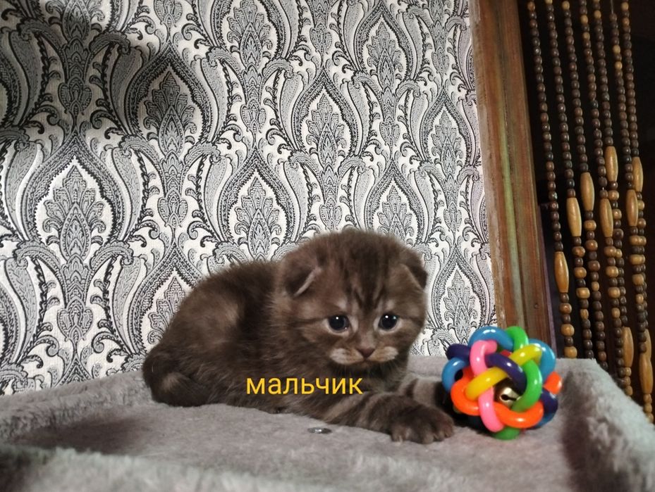 Открыта бронь. Шотландские малыши.