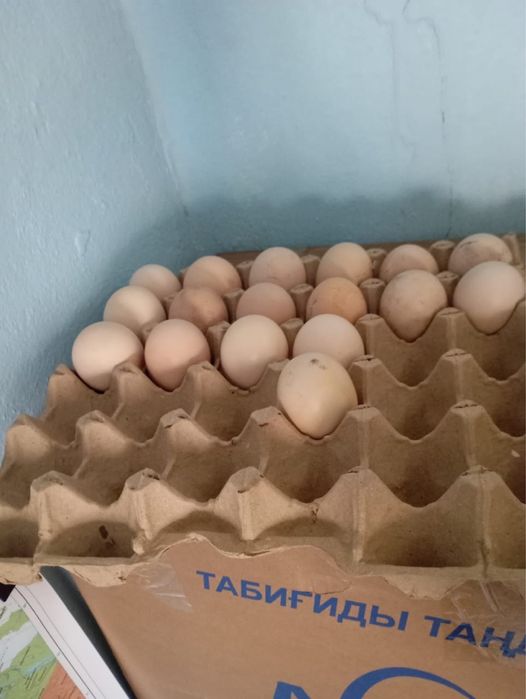 дакан жумырткалары