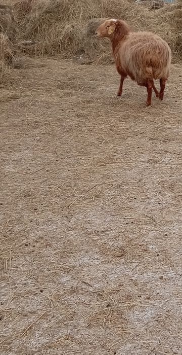 Продам овцематку жирная