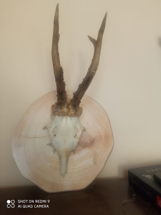 Рога от  сръндак