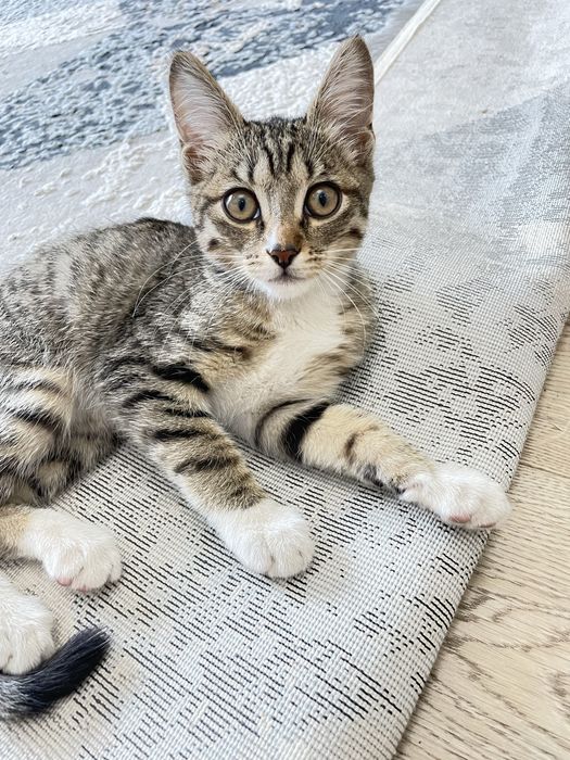 Отдам котенка в добрые руки