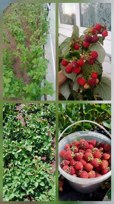 Рассада клубники и саженцы малины