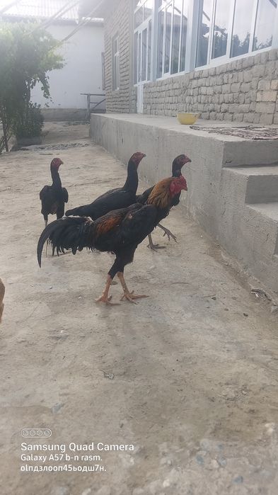 Dakanni qoni tozza paralari