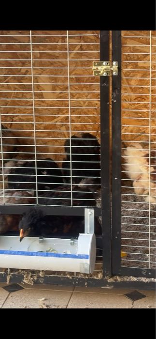 Брама жожалар сотилади хороз ва товуги аралаш