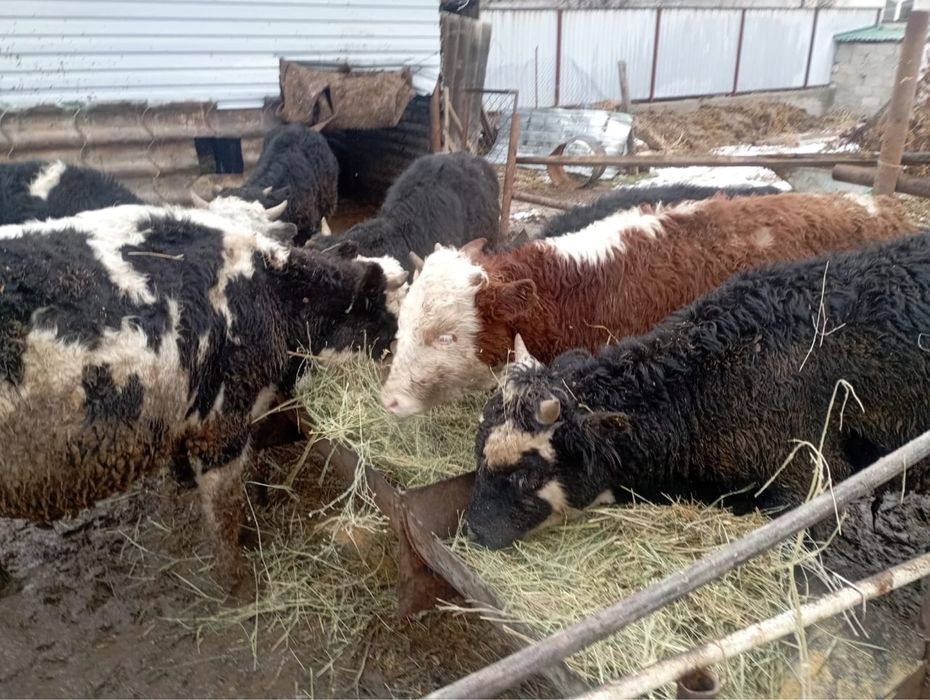 Продается 7 голов бычков