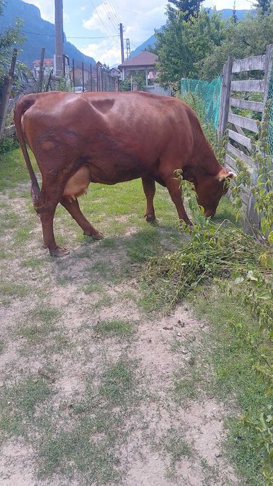Продавам крава с телето