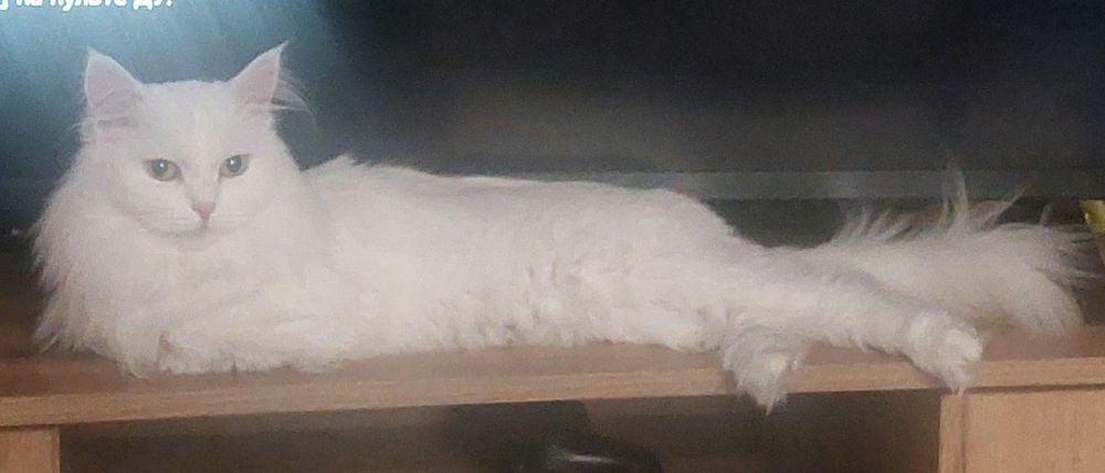 Пропала кошка район мед училища