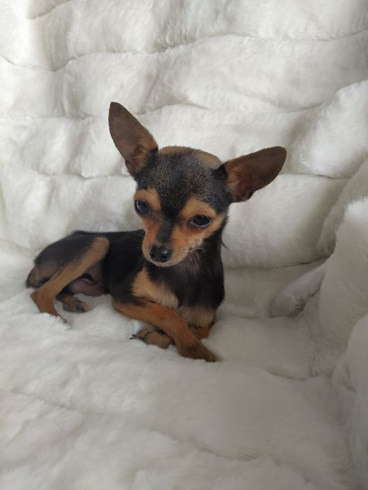 Вязка мини той терьера