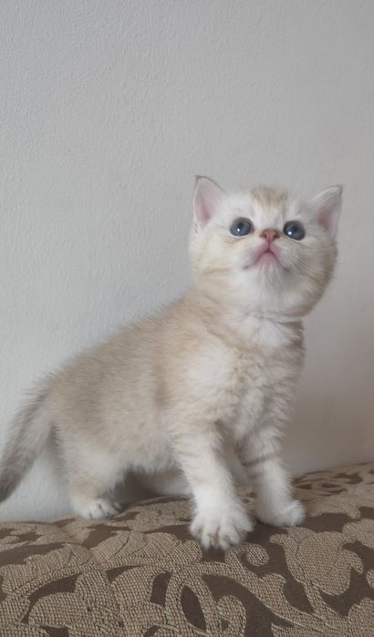 Toza qon mushukchalar sotiladi.