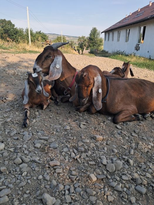 Iezi anglonubieni și saanen