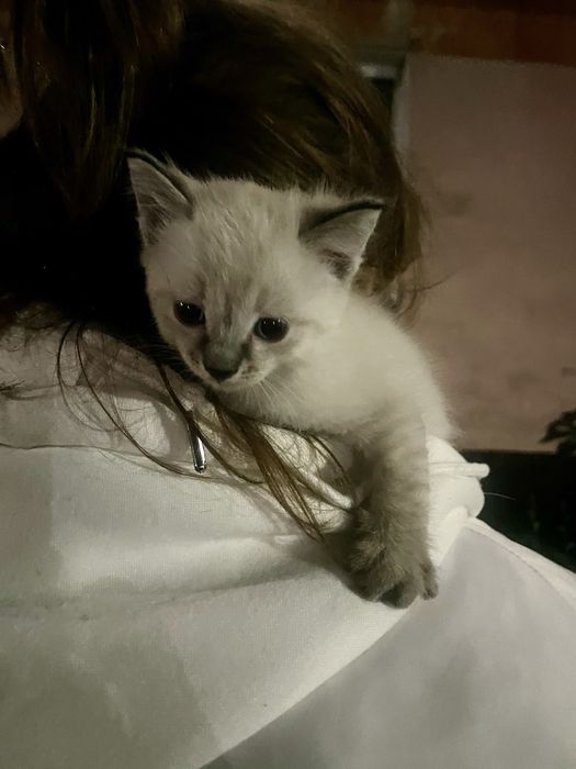 Одам котенка в добрые руки ,девочка