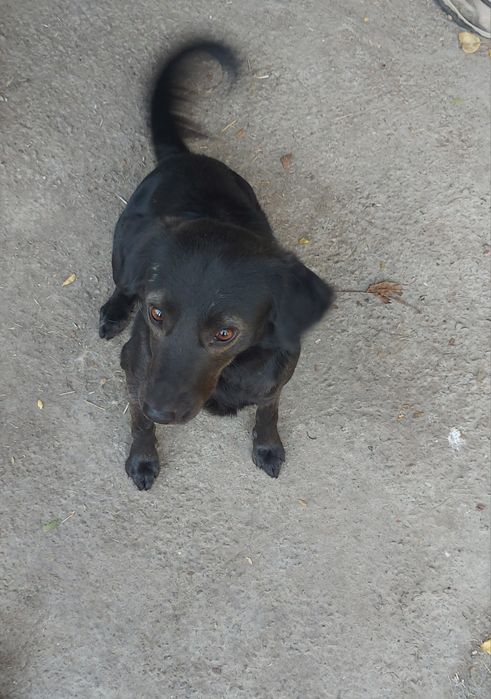 Пристраиваются молодые кобели в добрые и заботливые руки!