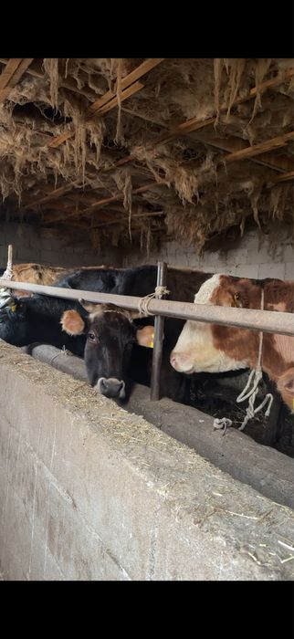 Сиыр сатылады, корова , крс