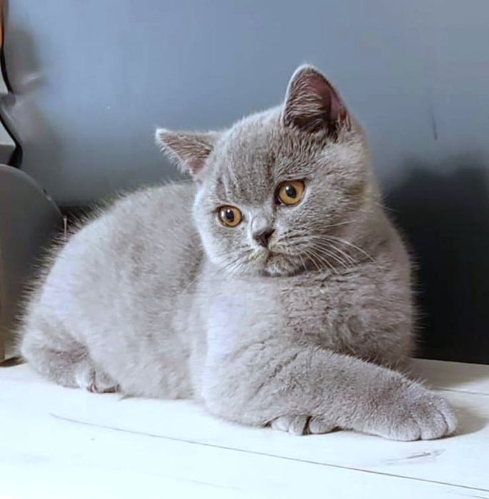 Pisicuta british blue