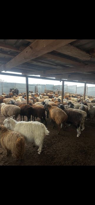 Ферма с Баранами