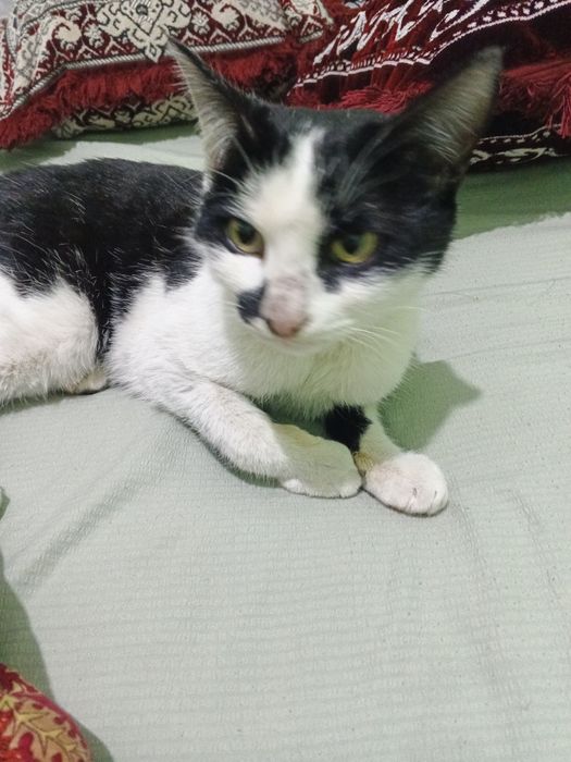 UyMushuki topib olingan