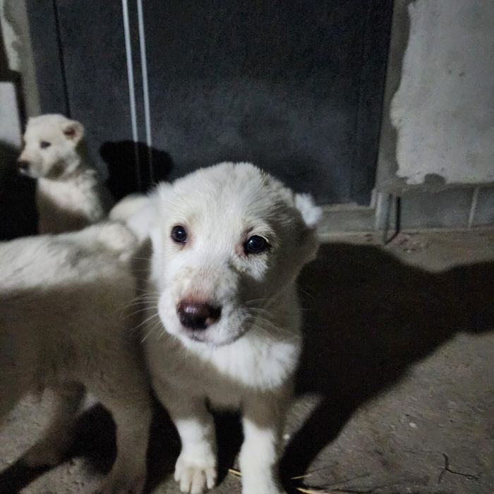 щенки алабая. белые.