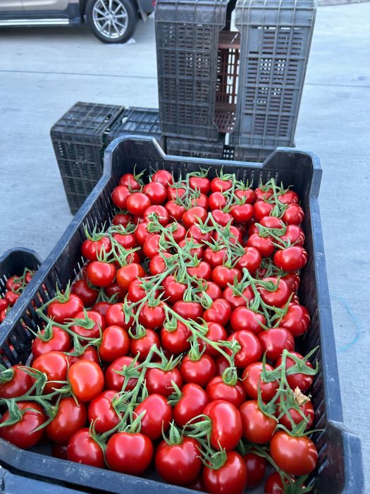 Rosii ciorchine ungaria lux