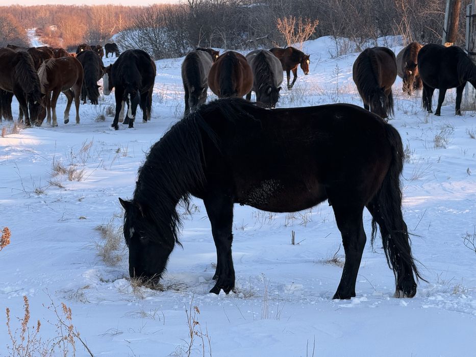 Жеребец, полутяж
