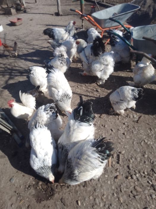 Ouă de găini brahma herminat deschis