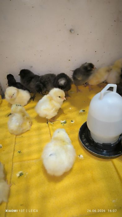 Продам домашних цыплят