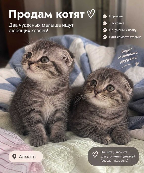Котята вислоухие
