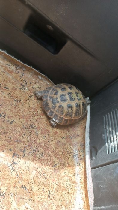 Продам сухопутную черепаху