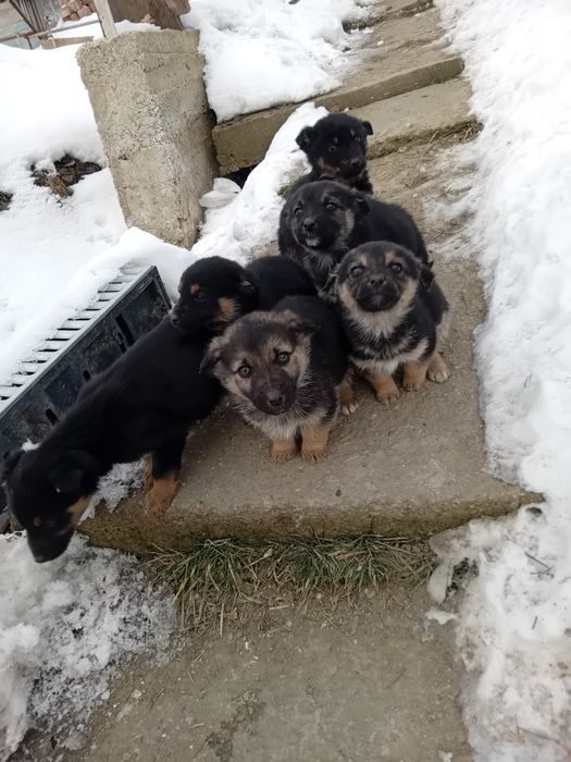 Donez câine rasa metis cu lup